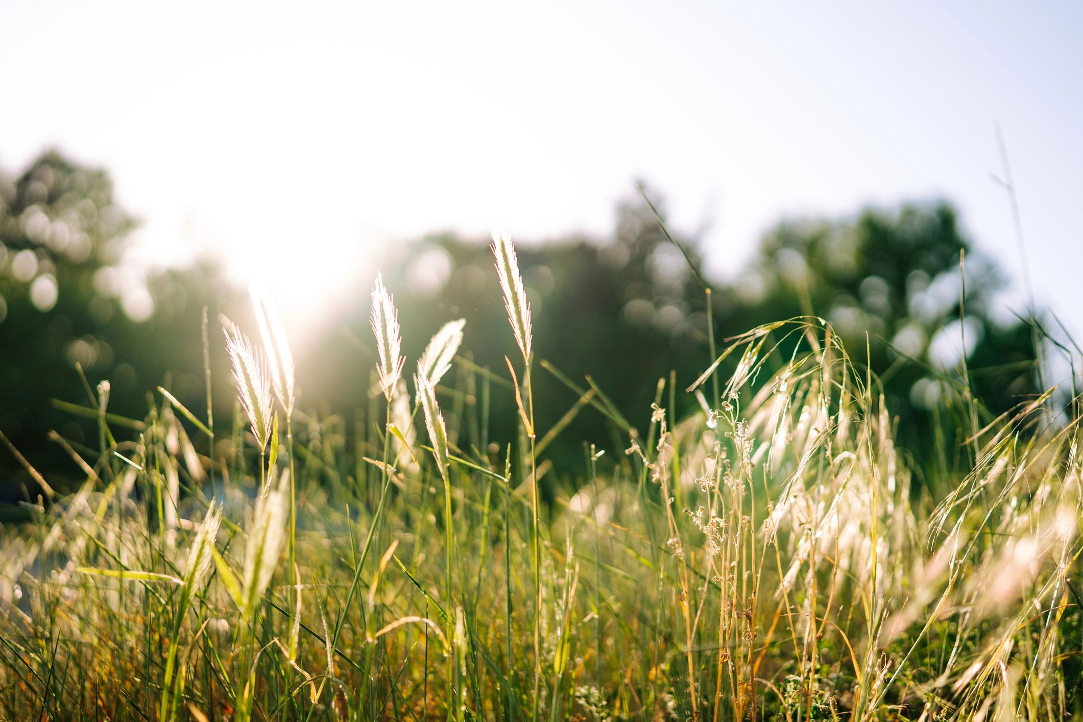 Warm sunlight over tall wild grass for a calm wellness feel