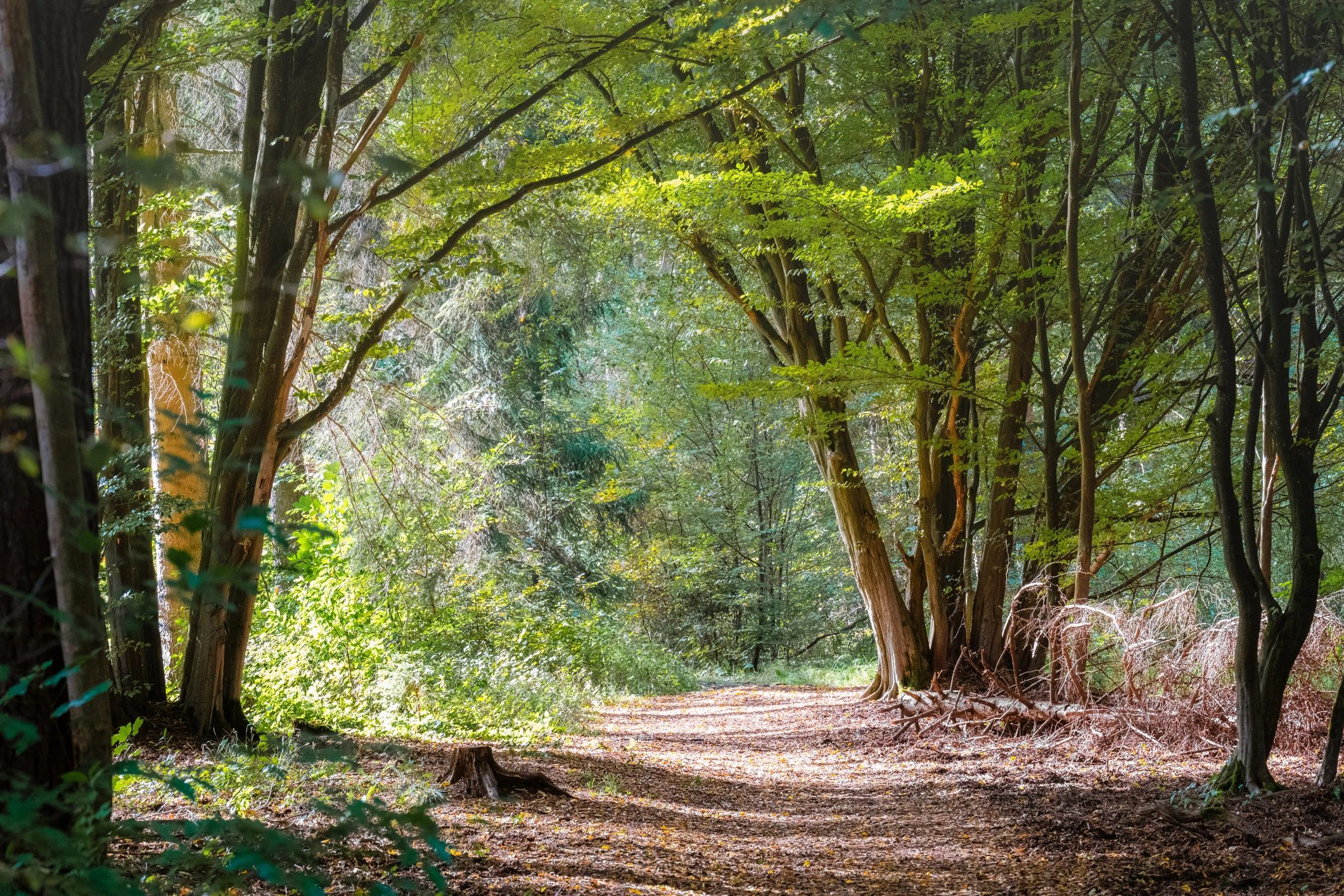 Sunlit forest path for a calming reset